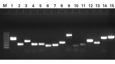 Pluripotency Check