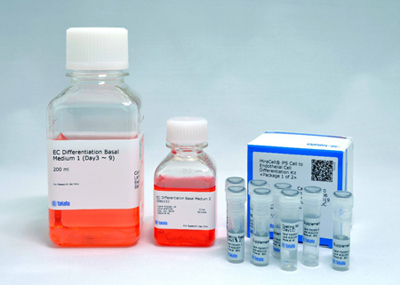 iPS Cell to Endothelial Cell Differentiation System