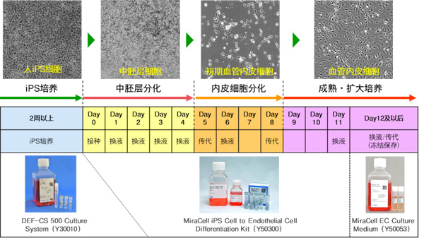 iPS Cell to Endothelial Cell Differentiation System