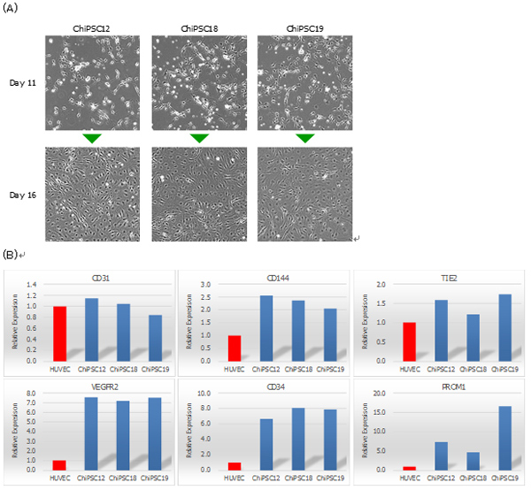 iPS Cell to Endothelial Cell Differentiation System