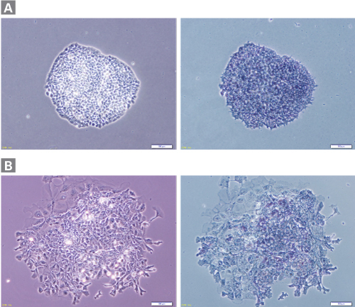Mouse ES and iPS cell culture medium (3i)