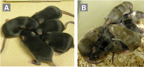 Mouse ES and iPS cell culture medium (3i)