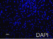 Human Stem Cell Derived Cardiomyocytes