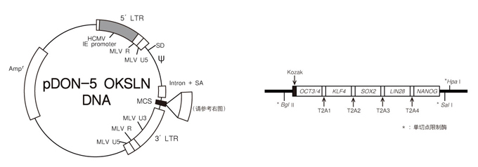 Human iPS Cell Generation™ All-in-One Vector