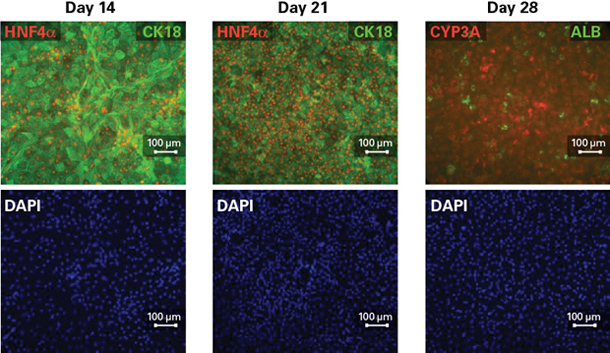 iPS Cell to Hepatocyte Differentiation System