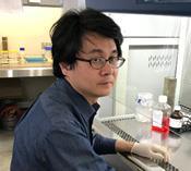 iPS Cell to Hepatocyte Differentiation System