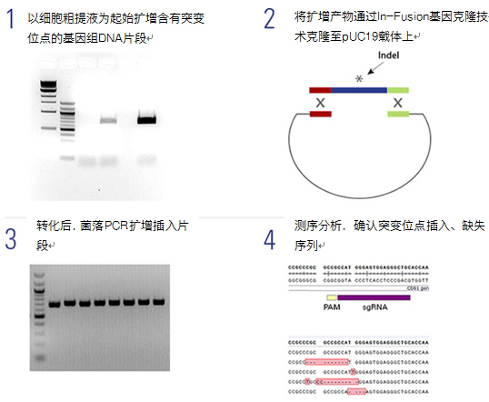 基因编辑后基因组序列确认