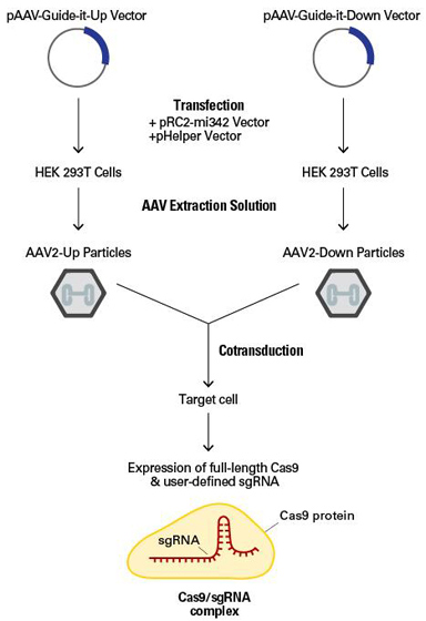 CRISPR/Cas9腺相关病毒系统