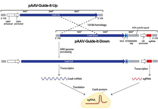 CRISPR/Cas9腺相关病毒系统