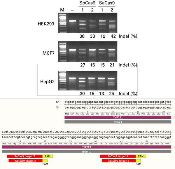 CRISPR/Cas9腺相关病毒系统