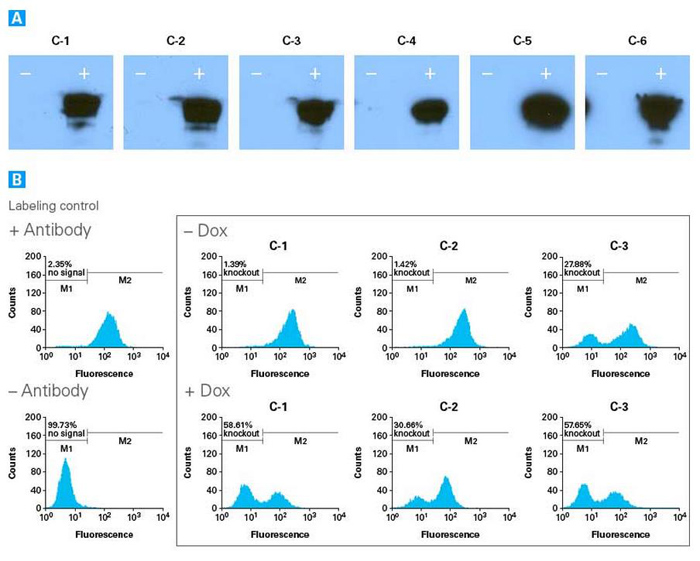 CRISPR/Cas9慢病毒系统