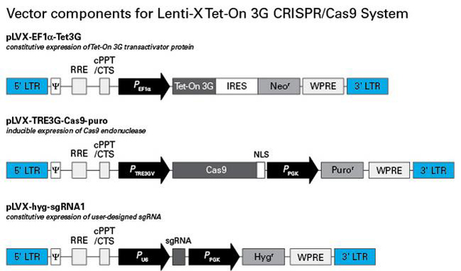 CRISPR/Cas9慢病毒系统