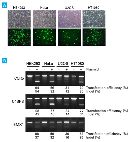 CRISPR/Cas9质粒系统