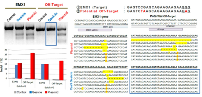 Cas9-sgRNA细胞纳米囊泡制备