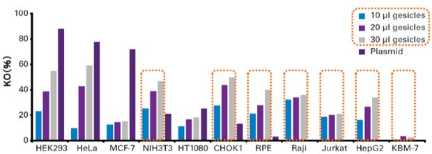 Cas9-sgRNA细胞纳米囊泡制备