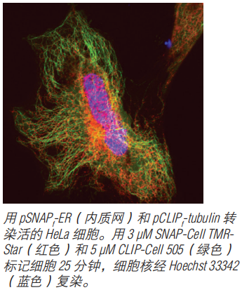 SNAP-Cell TMR-Star 货 号 #S9105S