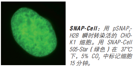 SNAP-Surface 启动试剂盒            货   号                  #E9120S