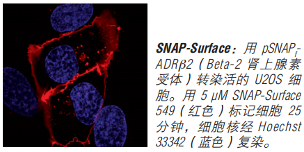 SNAP-Cell 启动试剂盒（停产，组分可单独购买）            货   号                  #E9100S