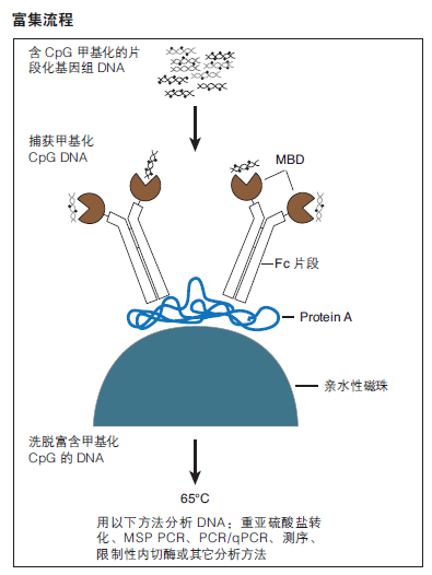 EpiMark 甲基化 DNA 富集试剂盒 货 号 #E2600S