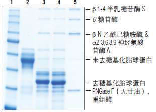 蛋白去糖基化混合液II 货 号 #P6044S