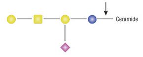 Endoglycoceramidase I (EGCase I)                 货   号                  #P0773S