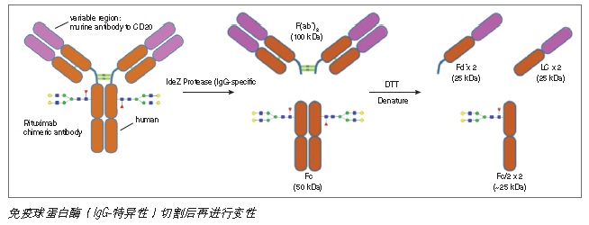 IdeZ 免疫球蛋白酶（IgG-特异性）                货   号                  #P0770S