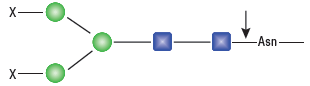 PNGase F (无甘油), 重组酶              货   号                  #P0709L