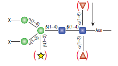 PNGase A              货   号                  #P0707L