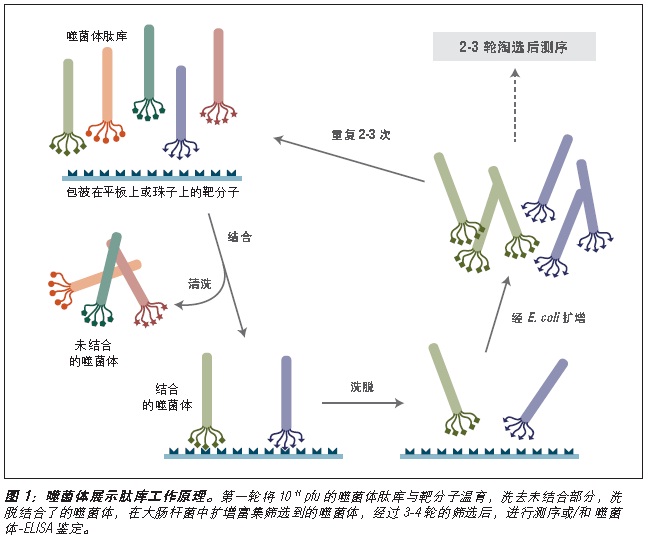 Ph.D.-12 噬菌体展示肽库 货 号 #E8111L