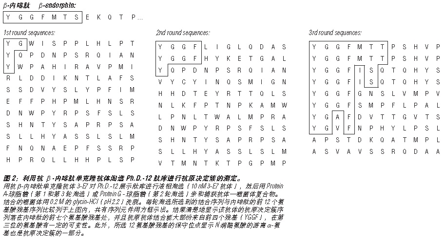 Ph.D.-12 噬菌体展示肽库 货 号 #E8111L
