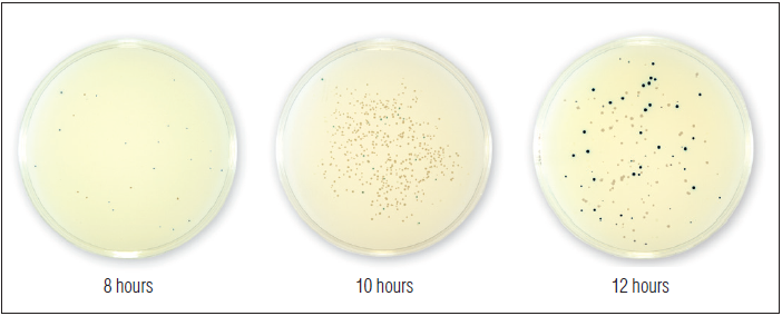 NEB Turbo E. coli 感受态细胞(高效级) 货 号 #C2984H