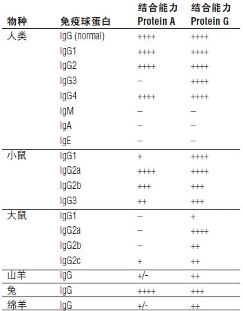 Protein A 磁珠            货   号                  #S1425S