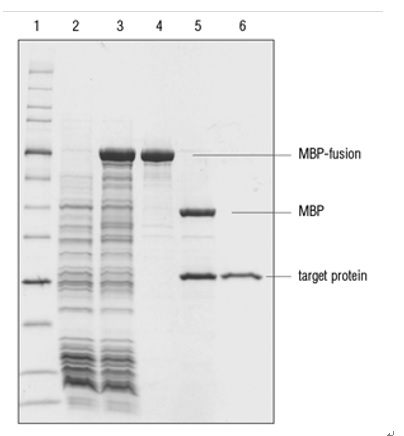 NEBExpressTM MBP 融合表达及纯化系统            货   号                  #E8201S