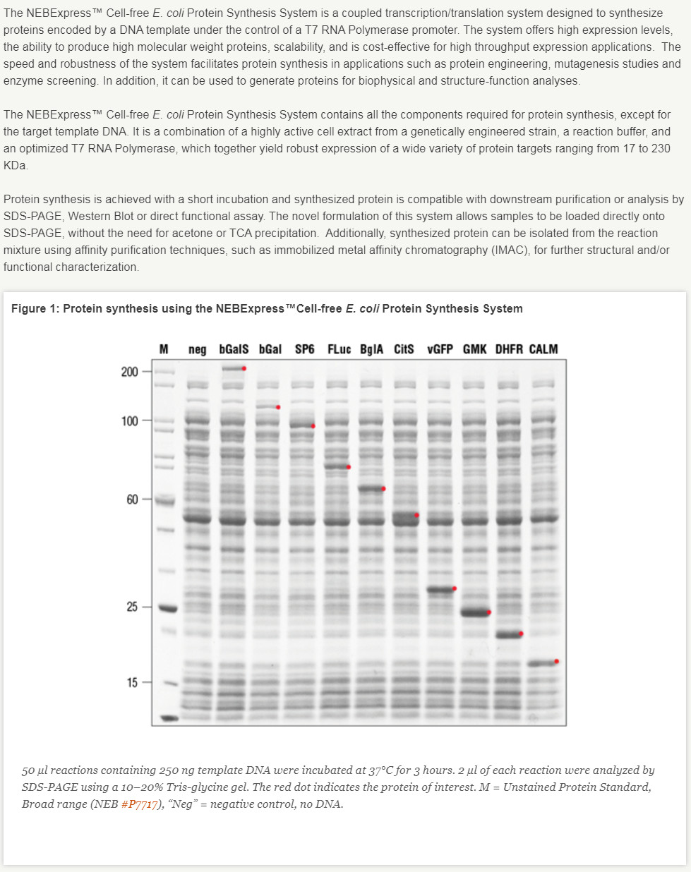 NEBExpress™ Cell-free E. coli Protein Synthesis System            货   号                  #E5360L