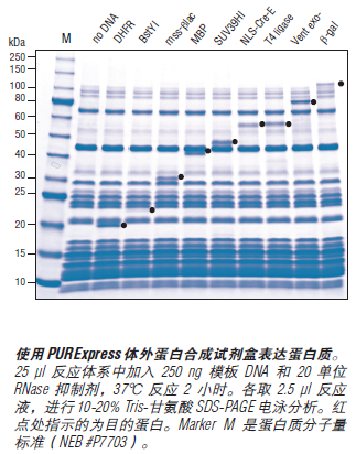 PURExpress Δ Ribosome 试剂盒            货   号                  #E3313S