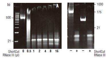 ShortCut®  RNase III               货   号                  #M0245L