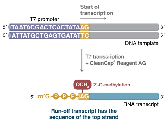 HiScribe™ T7 mRNA 合成试剂盒(含 CleanCap® Reagent AG) 货 号 #E2080S