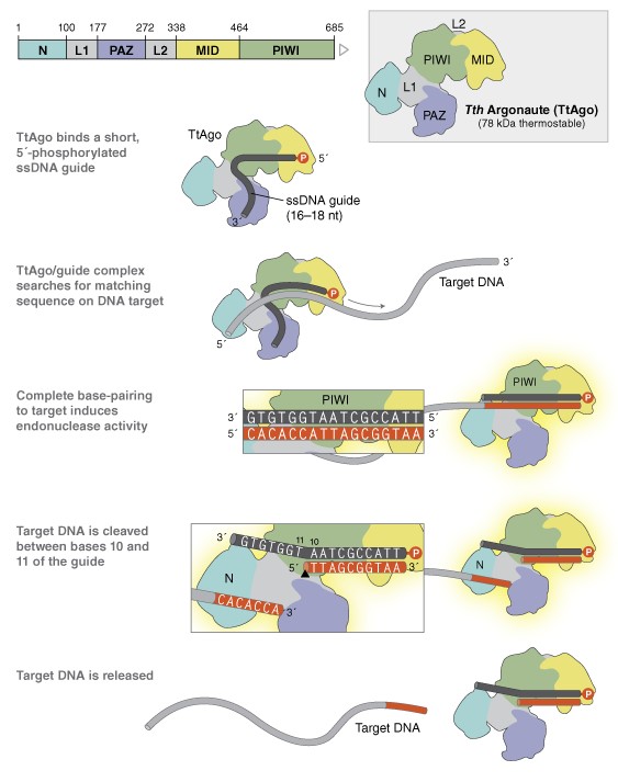 Tth Argonaute 蛋白 (TtAgo) 货 号 #M0665S