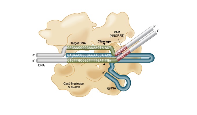 EnGen® Sau Cas9 核酸酶                货   号                  #M0654S