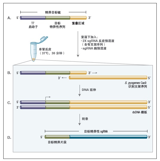 EnGen® sgRNA 合成试剂盒,S. pyogenes 货 号 #E3322S