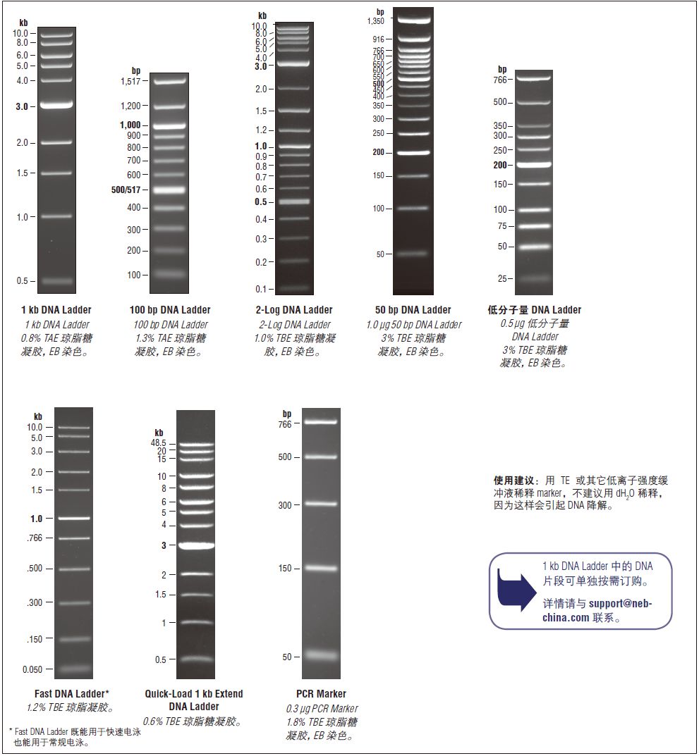 Fast DNA Ladder            货   号                  #N3238S