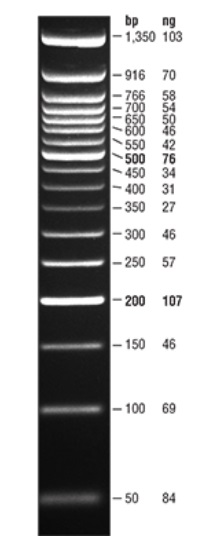 Quick-Load 紫色 50 bp DNA Ladder 货 号 #N0556S