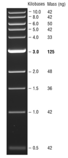 Quick-Load 紫色 1 kb DNA Ladder            货   号                  #N0552L