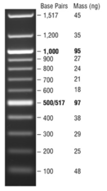 Quick-Load 紫色 100 bp DNA Ladder            货   号                  #N0551L