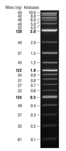 Quick-Load  Purple 1 kb Plus DNA Ladder            货   号                  #N0550L