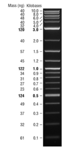 Quick-Load 1 kb Plus DNA Ladder            货   号                  #N0469S