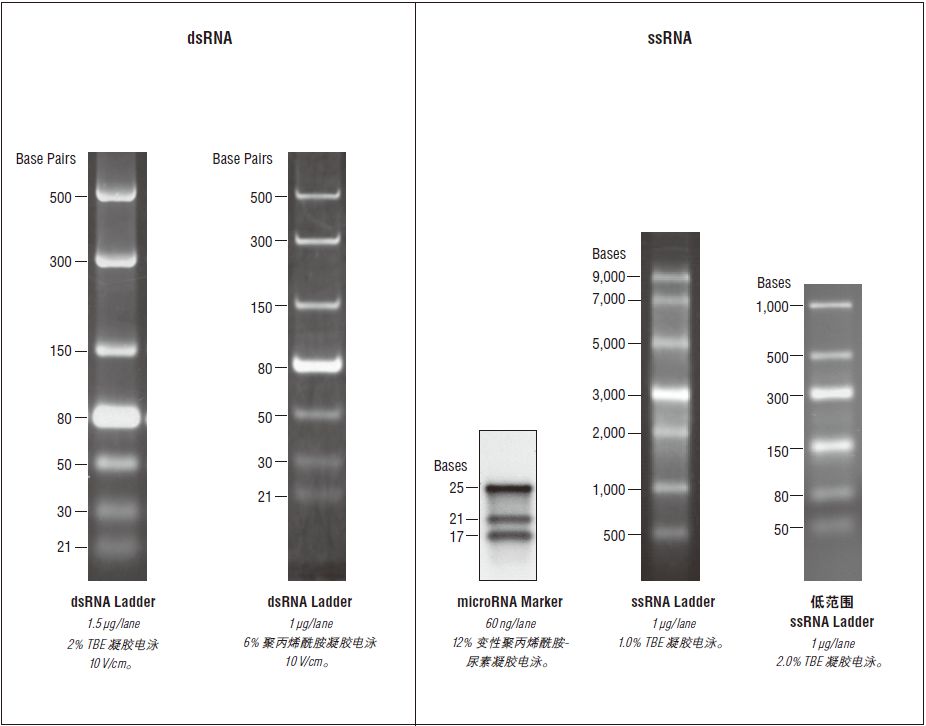 ssRNA Ladder            货   号                  #N0362S