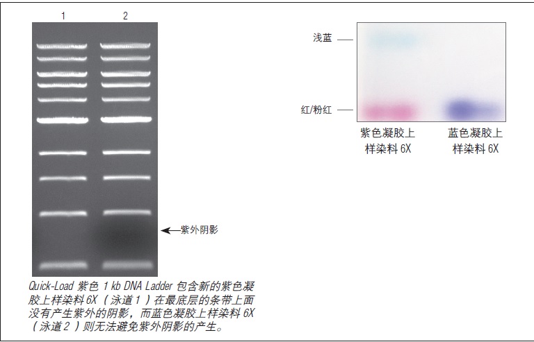 紫色凝胶上样染料 6X,无 SDS            货   号                  #B7025S