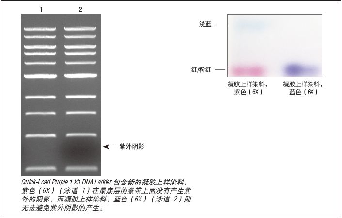 紫色凝胶上样染料 6X            货   号                  #B7024S