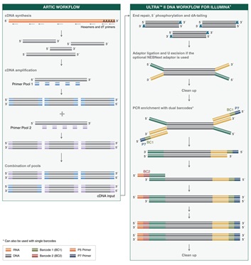 NEBNext®ARTIC SARS-CoV-2 文库制备试剂盒（适用于 Illumina 平台）            货   号                  #E7650L